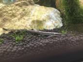 ファロウェラ・アクス ファロウェラ・アクス