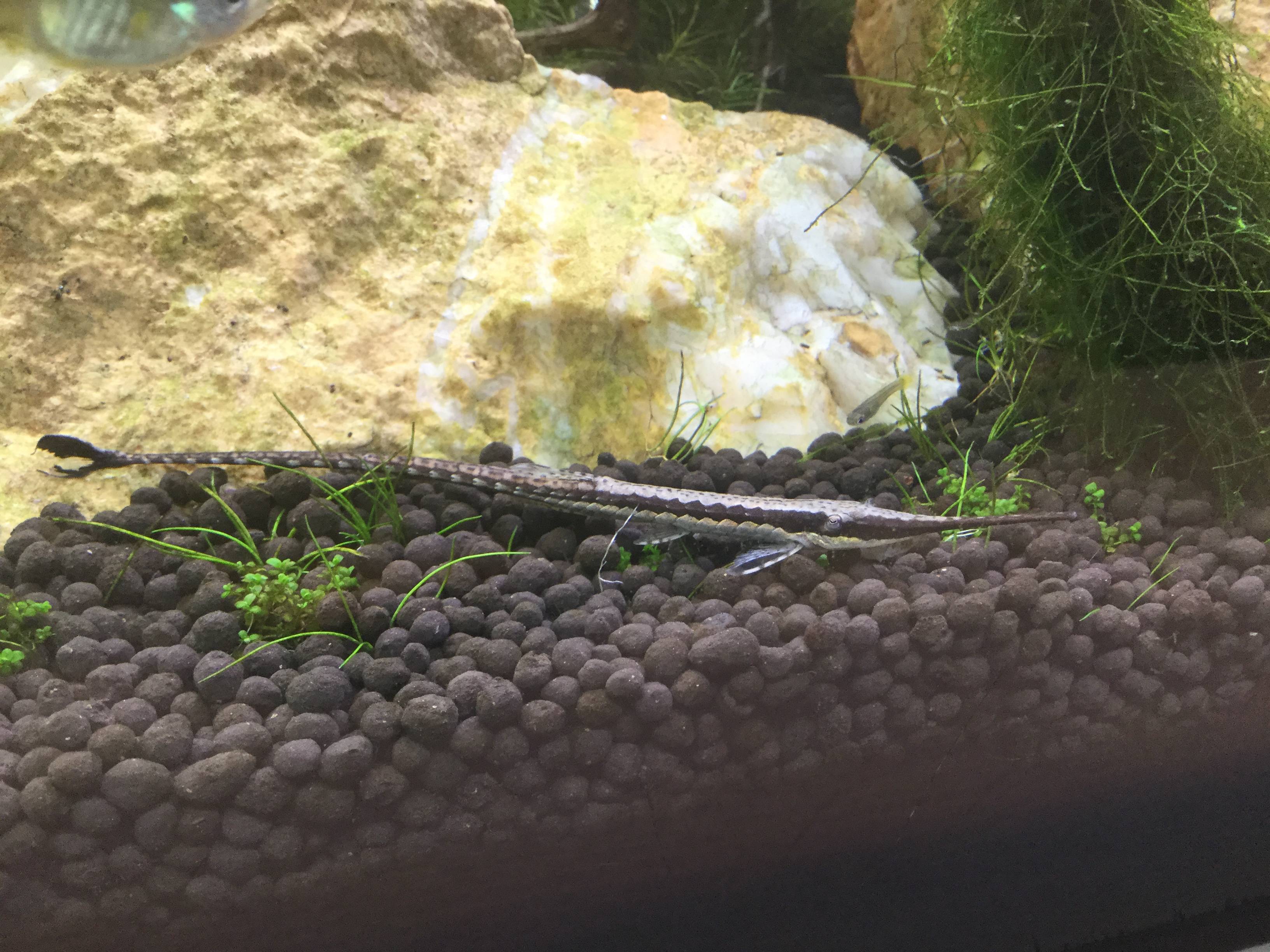 ファロウェラ・アクス ファロウェラ・アクス