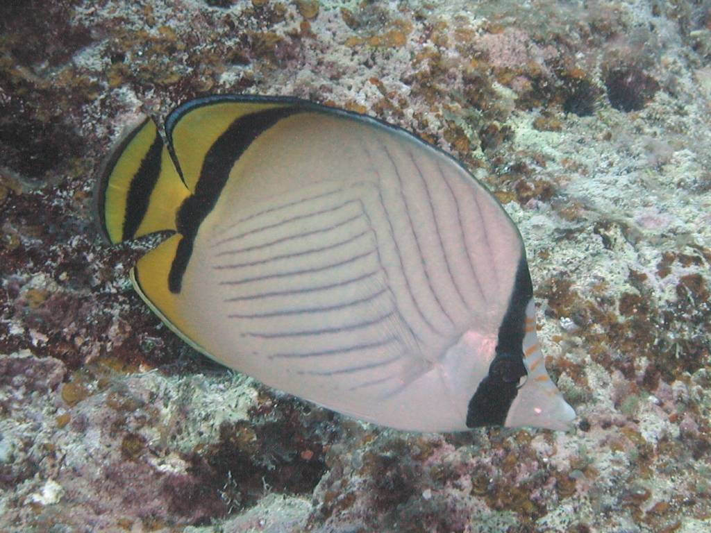フウライチョウチョウウオ フウライチョウチョウウオ