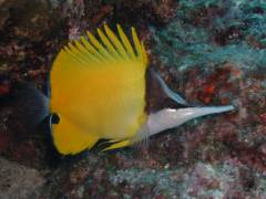 フエヤッコダイ.jpg フエヤッコダイ.jpg