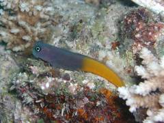 フタイロカエルウオ.jpg フタイロカエルウオ.jpg