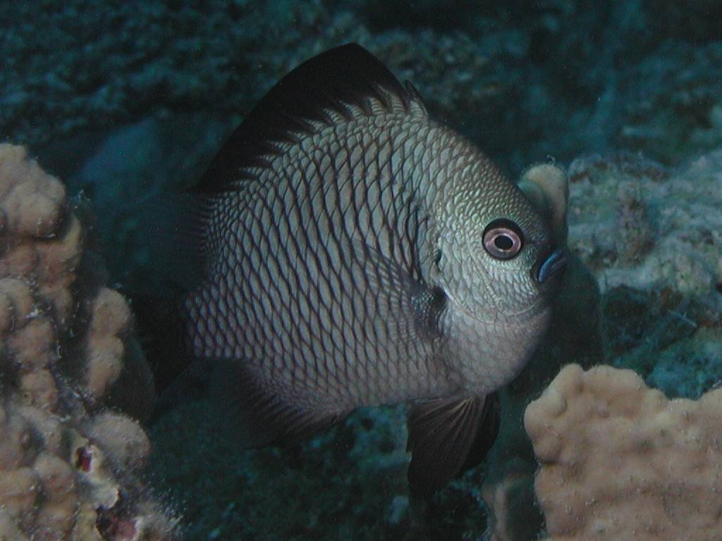 フタスジリュウキュウスズメダイ フタスジリュウキュウスズメダイ