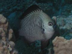 フタスジリュウ.jpg フタスジリュウ.jpg