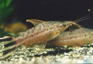 フラッグテール・ポートホール・キャット フラッグテール・ポートホール・キャット