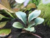 ブセファランドラSP.ムラウィ ブセファランドラSP.ムラウィ