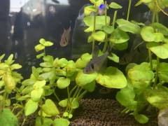 19EF7922-EE7C-43AA-92EC-854C4886B4B0.jpeg 19EF7922-EE7C-43AA-92EC-854C4886B4B0.jpeg