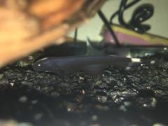 7D1CBF1D-E9A7-4519-A00D-4287961CF384.jpeg 7D1CBF1D-E9A7-4519-A00D-4287961CF384.jpeg