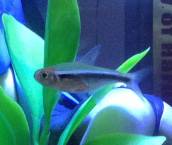 ブラック・ネオン・テトラ ブラック・ネオン・テトラ