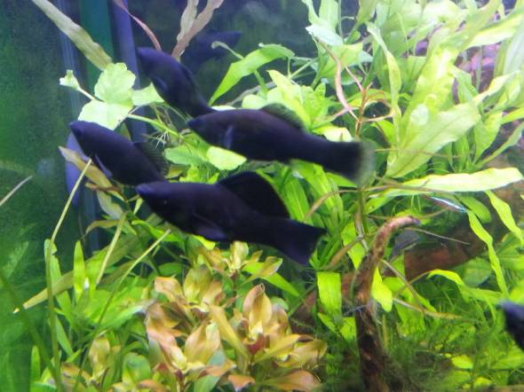 ブラック・モーリー ブラック・モーリー