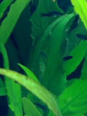 ブラック モーリー アクアリウムwiki ブラック モーリー アクアリウムwiki