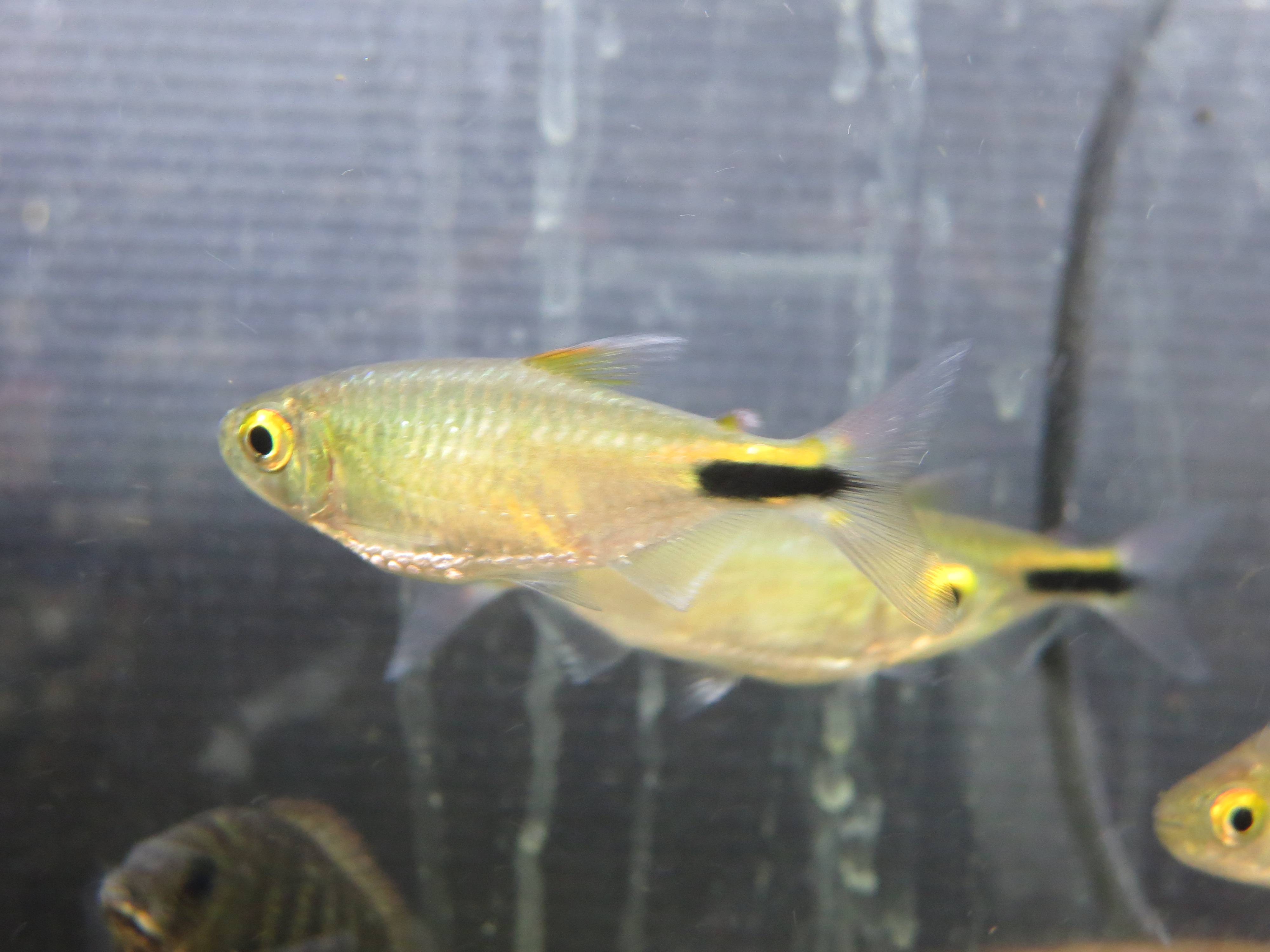 コレクション 熱帯魚 上層 1356 熱帯魚 上層 ネオンテトラ Nyosspixanui コレクション 熱帯魚 上層 1356 熱帯魚 上層 ネオンテトラ Nyosspixanui