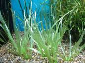 ブリクサSP.スパイラル ブリクサSP.スパイラル