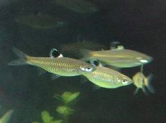 ブルーアイ3.jpg ブルーアイ3.jpg