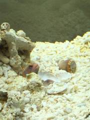 B16Aq9-CEAAU_wN.jpg B16Aq9-CEAAU_wN.jpg