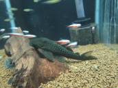 ゴールデン・ブルーフィン・プレコ ゴールデン・ブルーフィン・プレコ