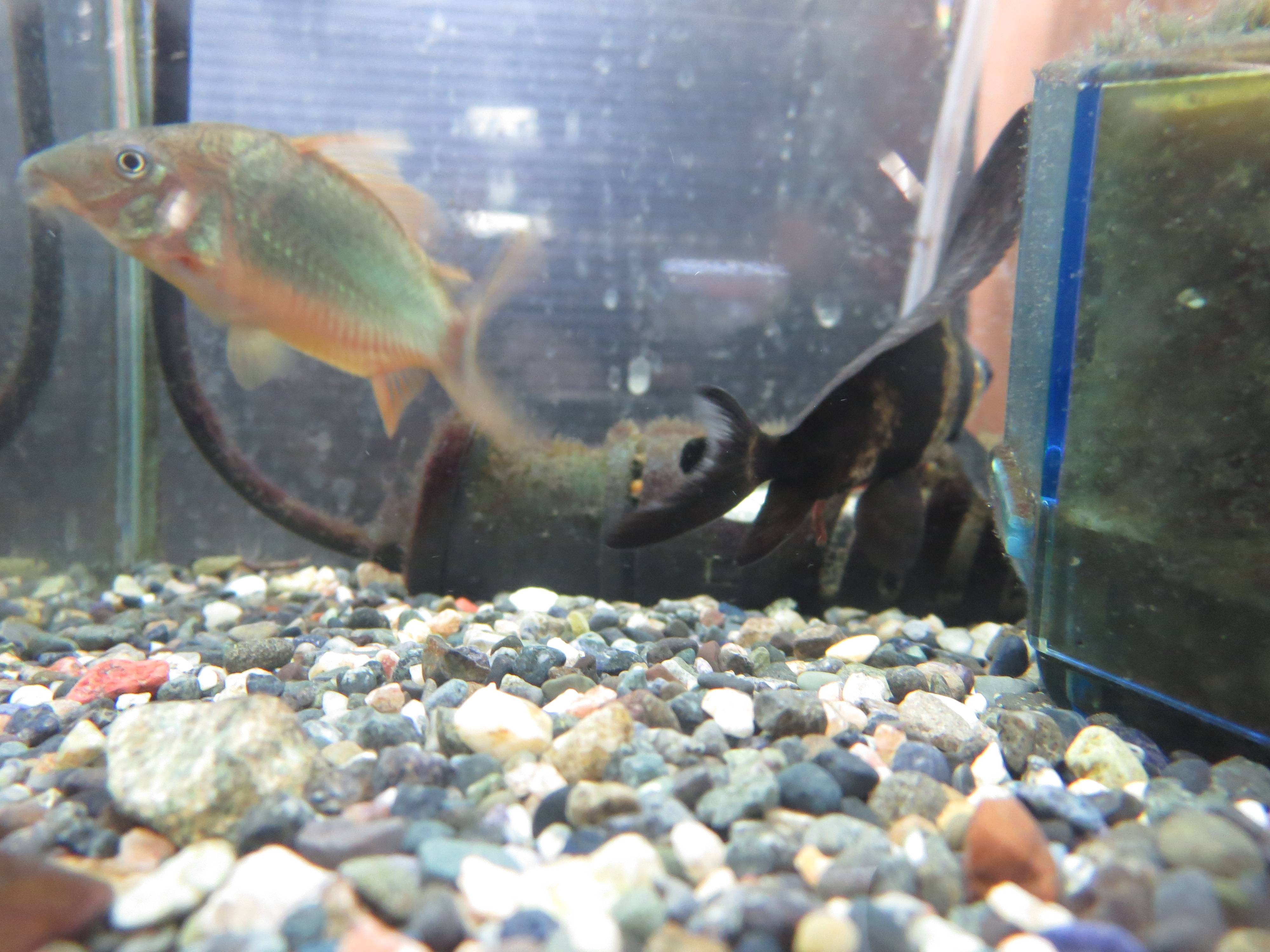 ブロキス・ブリスキー ブロキス・ブリスキー