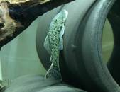 ブロンズ・プレコ ブロンズ・プレコ