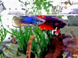 CA3I5564.jpg CA3I5564.jpg