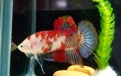 image_2.jpeg image_2.jpeg