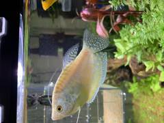 2D0F0EA9-0DEB-4EA8-933D-9877D1C1C47C.jpeg 2D0F0EA9-0DEB-4EA8-933D-9877D1C1C47C.jpeg