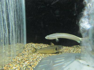 プラチナ・スネークヘッド プラチナ・スネークヘッド