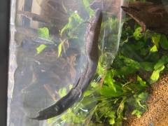 5446A840-2C97-49AE-9FA4-A9C017CDF990_1.jpeg 5446A840-2C97-49AE-9FA4-A9C017CDF990_1.jpeg