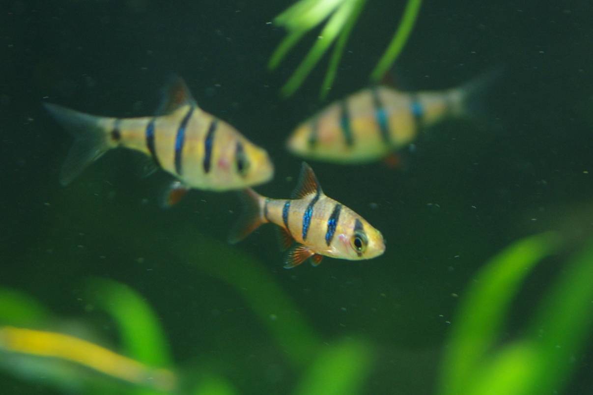 プンティウス・ペンタゾナ・ジョホレンシス プンティウス・ペンタゾナ・ジョホレンシス