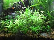 ヘテランヘラ ヘテランヘラ