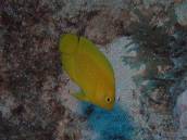 ヘラルドコガネヤッコ.jpg ヘラルドコガネヤッコ.jpg