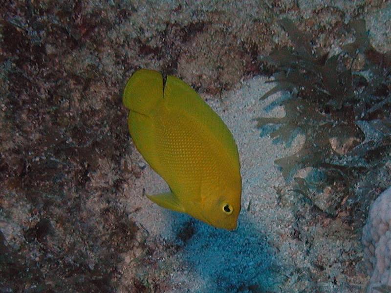 ヘラルドコガネヤッコ アクアリウムwiki ヘラルドコガネヤッコ アクアリウムwiki