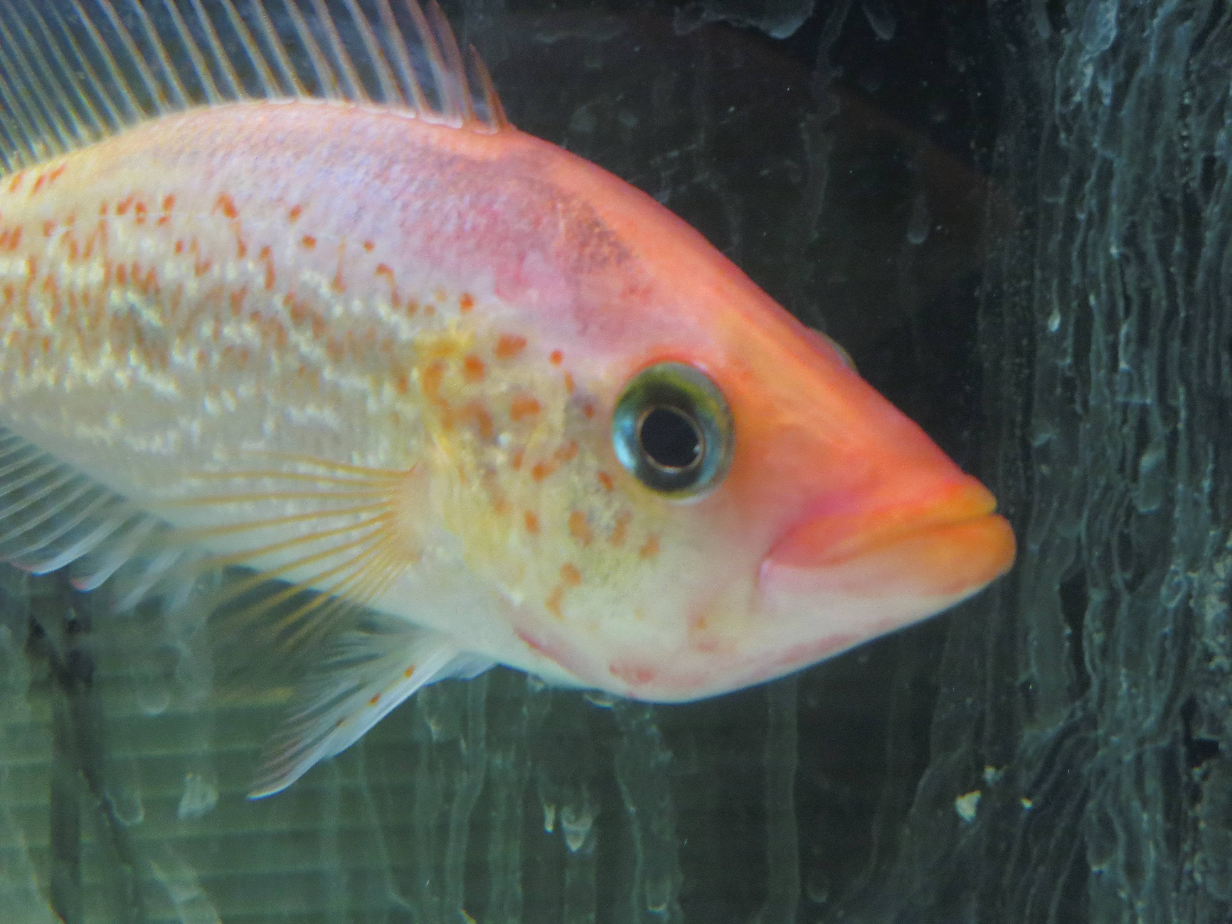 ペテニア・スプレンディダ ペテニア・スプレンディダ