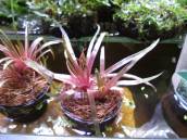 ホシクサ・キングクリムゾン ホシクサ・キングクリムゾン