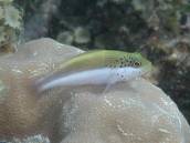 ホシゴンベ.jpg ホシゴンベ.jpg