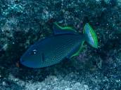 ホシモンガラ.jpg ホシモンガラ.jpg