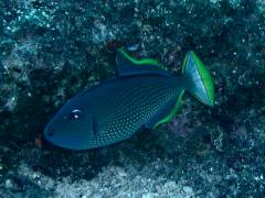 ホシモンガラ.jpg ホシモンガラ.jpg