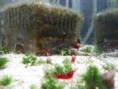 ホワイトグローブシュリンプ ホワイトグローブシュリンプ