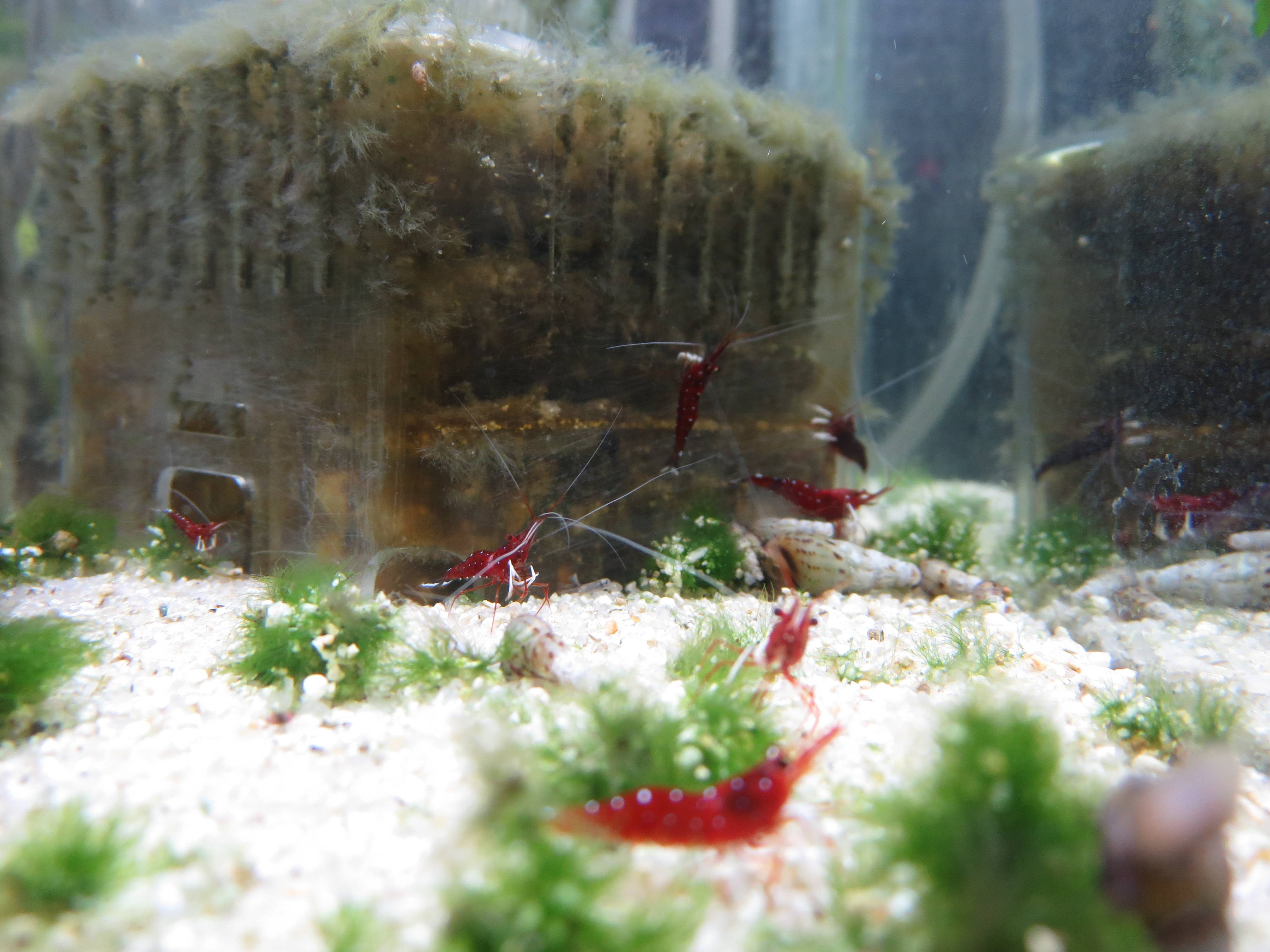 ホワイトグローブシュリンプ ホワイトグローブシュリンプ