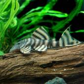 ホワイト・タイガー・プレコ ホワイト・タイガー・プレコ