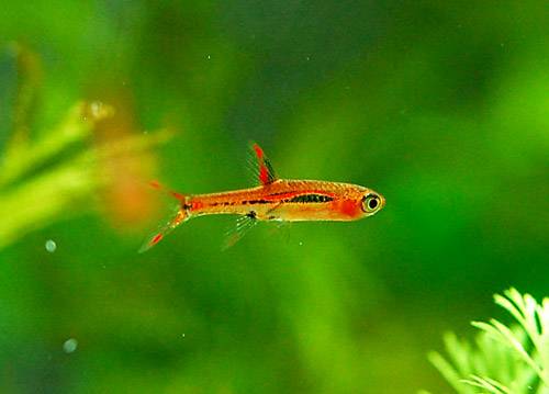 ボララス・ブリジッタエ ボララス・ブリジッタエ