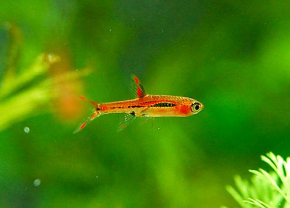 ボララス・ブリジッタエ ボララス・ブリジッタエ