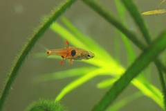 D. tinwini14093755.jpg D. tinwini14093755.jpg