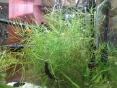 ポゴステモン・メンメン ポゴステモン・メンメン