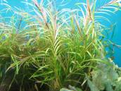 ポタモゲトン・ガイー ポタモゲトン・ガイー