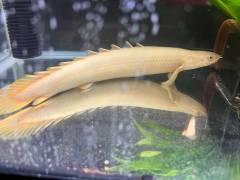 senegalus.jpg senegalus.jpg