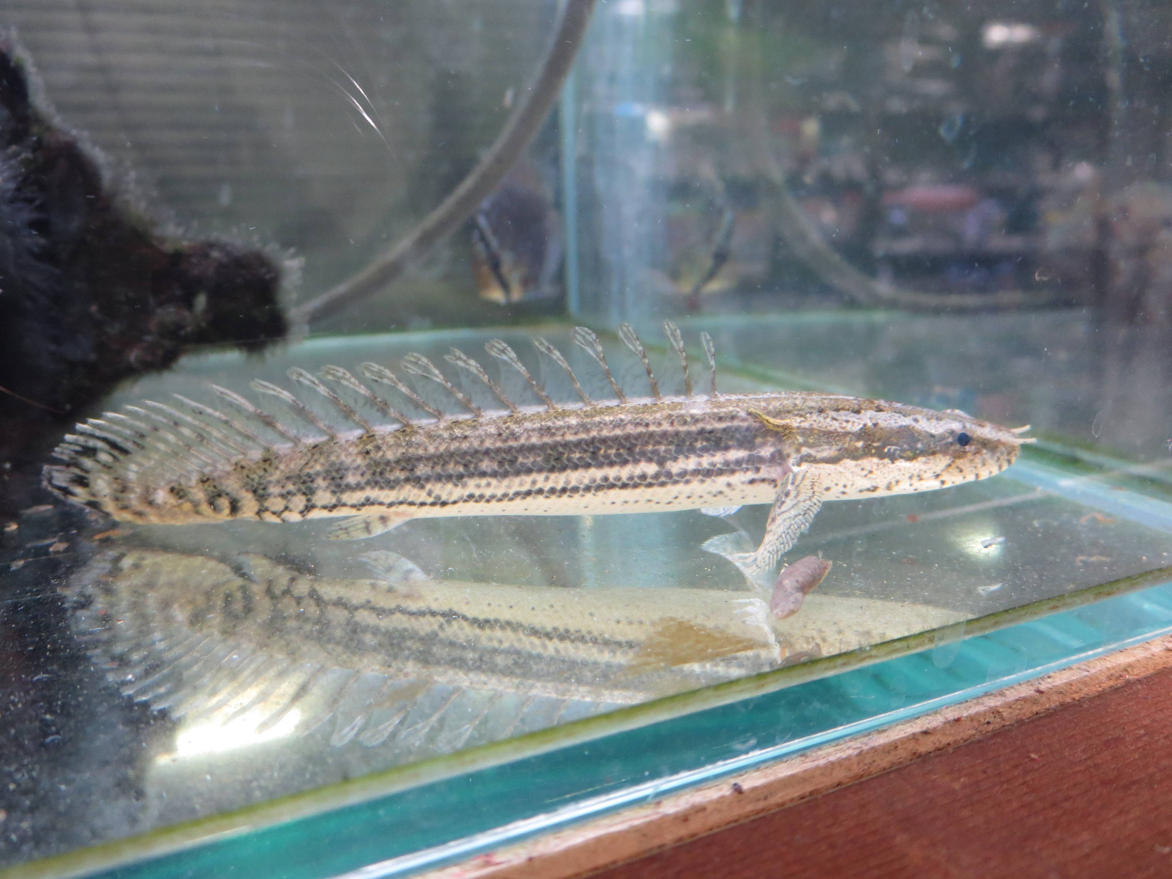 ポリプテルス・ビキール・ラプラディー ポリプテルス・ビキール・ラプラディー