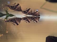 image.jpeg image.jpeg