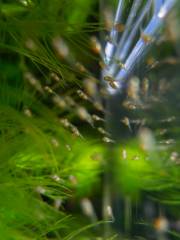 ramirezi_10.jpg ramirezi_10.jpg