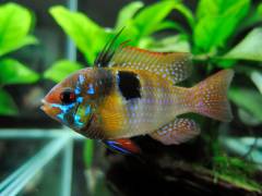 ramirezi_12.jpg ramirezi_12.jpg