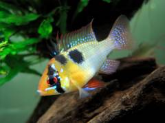 ramirezi_13.jpg ramirezi_13.jpg