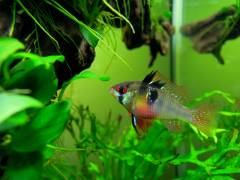 ramirezi_2.jpg ramirezi_2.jpg